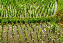 pexels-tomfisk-5188728