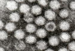 6131_adenoassociated_viruses_1922_crop