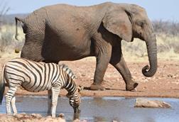 Low-Res_Etosha elephant and zebra FULL