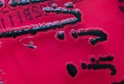 Salmonella_species_growing_on_XLD_agar_-_Showing_H2S_production_-_Detail