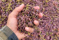 grapey