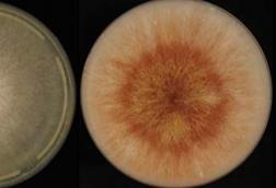 Low-Res_images_large_pdis-01-25-0126-ref5