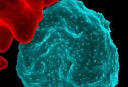 Malaria-infected_Red_Blood_Cell