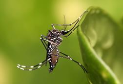 Aedes_aegypti