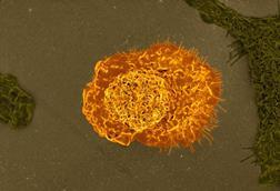 Macrophages_02