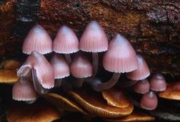 Mycena_clarkeana_533139