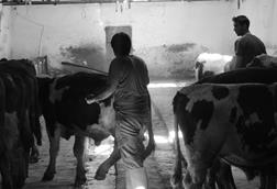 pexels-yavuz-selim-korku-497065016-34003110