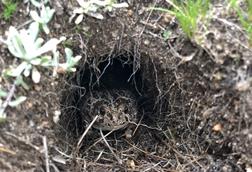 Roosevelt_yotoad_in+burrow_60575cb2-2e2b-47d0-8a82-00b3412e31ea-prv
