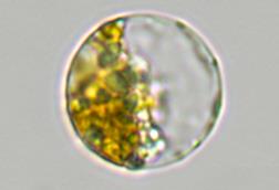 Oogonium_--_3_(34809275943)