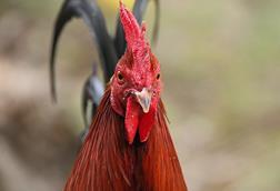 Gallus_gallus_domesticus_475938256