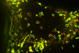 Mitochondrial_OMM_and_matrix_in_MEF_WT_CCCP