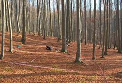 Low-Res_Maier forest