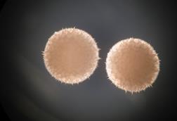 Streptomyces_hygroscopicus