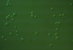 Yeast_Photo_05.tif