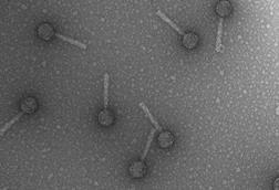 Bacteriophage_P2