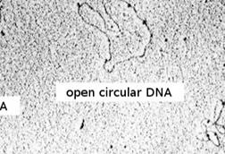 Plasmid_em-en