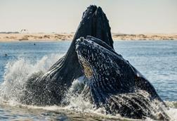 Low-Res_Whale Photo 1