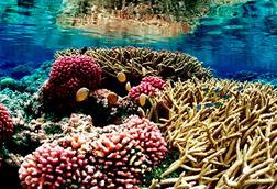 Coral_reef_09