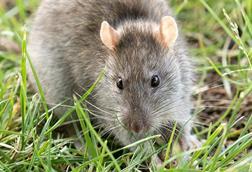Rattus_norvegicus_-_Brown_rat_03