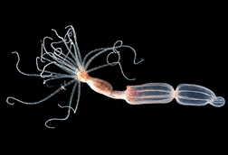Low-Res_Nematostella vectensis sea anemones in the lab (Credit- Taliya Finkel-Moran)