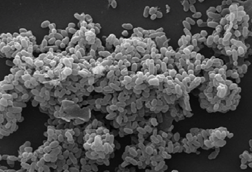 Scanning_electronic_micrograph_of_Akkermansia_muciniphila