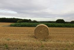 Stubble,_straw_bale_and_maize_-_geograph.org.uk_-_5500915