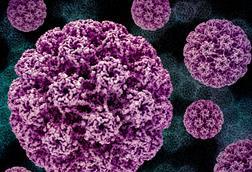 Human_Papillomavirus_(HPV)