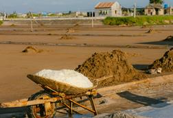 pexels-hson-27098281