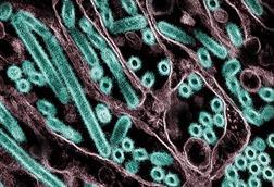 H5N1_Avian_Influenza_A_Virus