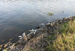 Fischsterben-Oder-2