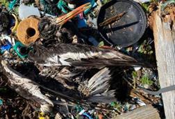 Low-Res_plast-og-fuglelik-foto-francesca-verones-ntnu-600x800