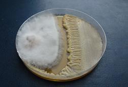Совместное_культивирование_фитопатогенного_гриба_Fusarium_graminearum_и_антагонистического_PGRP-штамма_Bacillus_velezensis_ФНЦБЗР