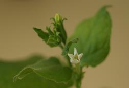 Nicotiana_benthamiana_flower