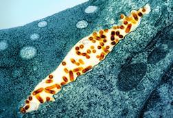 Vesicular_Stomatitis_Virus_(VSV)_particles_(orange)_found_in_extracellular_space_and_budding_from_the_plasma_membrane_of_infected_cells_(teal)