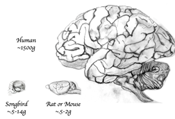 Brain_size_comparison_between_bird,_rodent,_and_human_with_relative_scale_width_lines