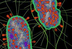 Bacteriophage_T4_Infection