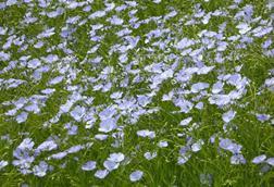 Flower_of_linseed_oil_crop_-_geograph.org.uk_-_4961122
