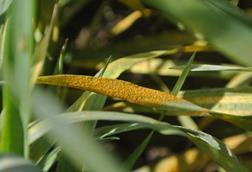 Low-Res_YR on a leaf