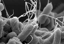 E-coli_(Escherichia_coli)