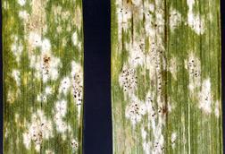 Barleypowderymildew