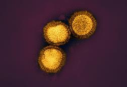 HepatitisB