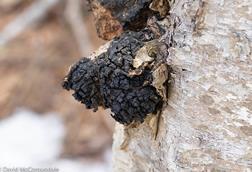 Inonotus_obliquus_(Nova_Scotia,_Canada)