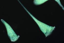 Low-Res_画像ソライロラッパムシ_2H2A5640_BC (1)