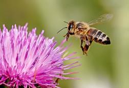 Honeybee_landing_on_milkthistle02