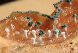 Blue_Mold_Penicillium_expansum_aspore_masses_on_apple_4461