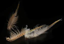 Artemia_salina_4