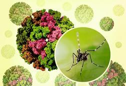 3D_renderings_of_and_Chikungunya_Virus_Capsids_and_an_Aedes_mosquito_photo_-_2