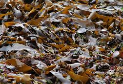 pexels-roger-brown-3435524-5129863