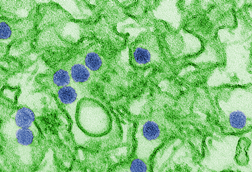 Zika_EM_CDC_20541