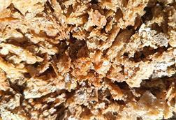 Dried_yeast_01